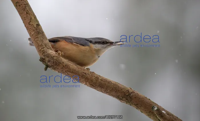  : 80184598 Nuthatch - perched on branch with seed