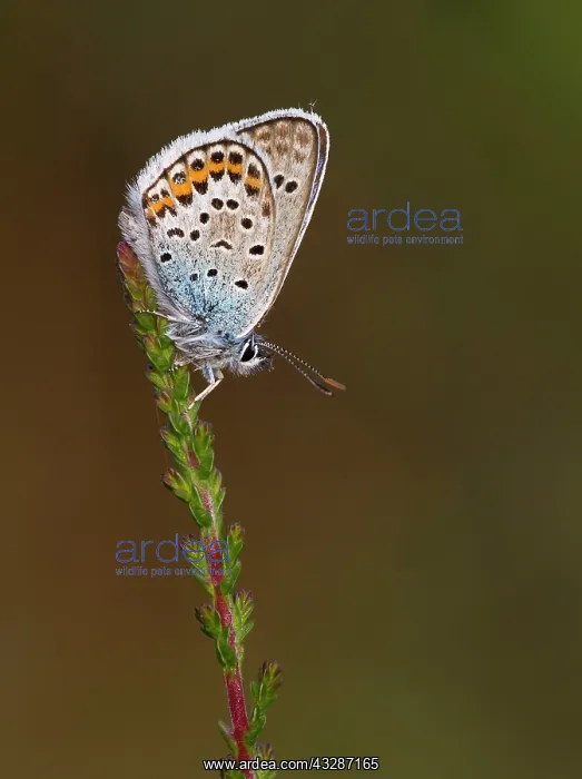 : 80184601 Silver-studded Blue Butterfly - resting : 80184601 Silver-studded Blue Butterfly - resting