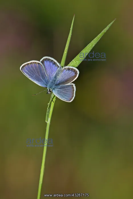 : 80184602 Silver-studded Blue Butterfly - male perched : 80184602 Silver-studded Blue Butterfly - male perched