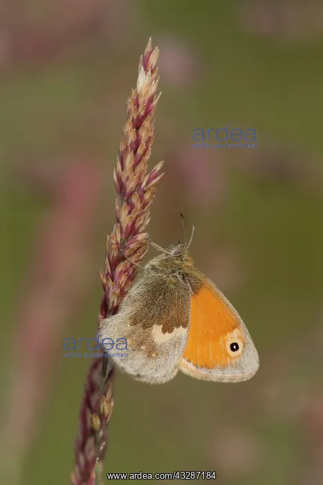 : 80184603 Small Heath Butterfly - resting on grass : 80184603 Small Heath Butterfly - resting on grass