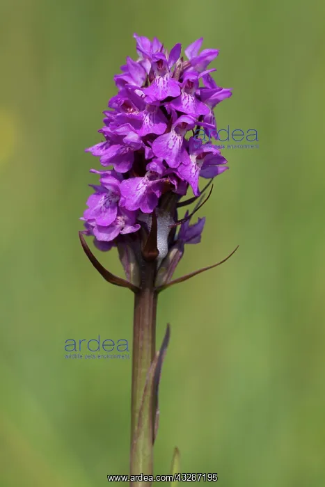 : 80184604 Southern Marsh Orchid - growing in flower : 80184604 Southern Marsh Orchid - growing in flower