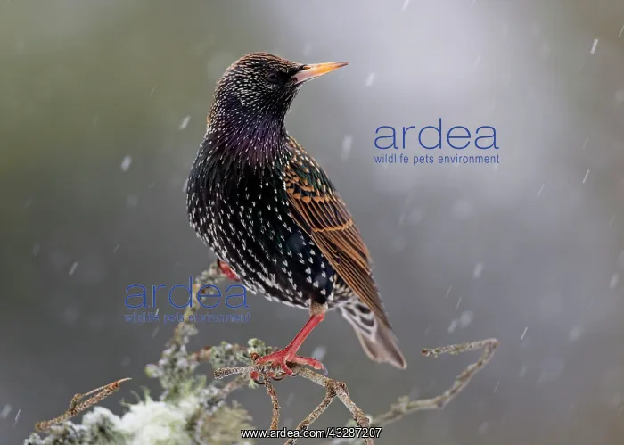 : 80184605 Starling - perched on branch in snowy conditions : 80184605 Starling - perched on branch in snowy conditions