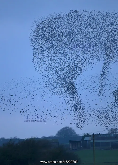 : 80184606 Starlings - murmuration - prior to roosting : 80184606 Starlings - murmuration - prior to roosting