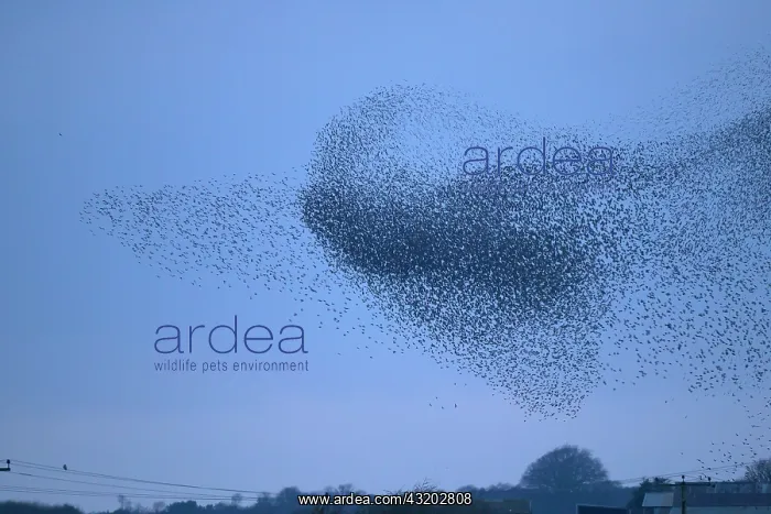 : 80184607 Starlings - murmuration - prior to roosting : 80184607 Starlings - murmuration - prior to roosting