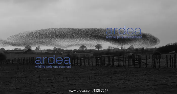 : 80184608 Starlings - murmuration - prior to roosting : 80184608 Starlings - murmuration - prior to roosting