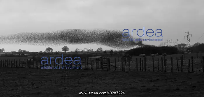 : 80184609 Starlings - murmuration - prior to roosting : 80184609 Starlings - murmuration - prior to roosting