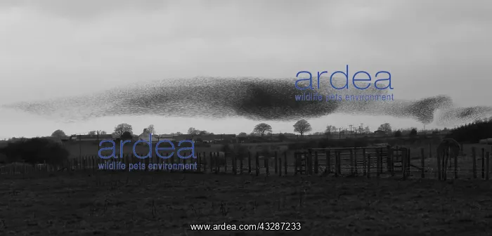 : 80184610 Starlings - murmuration - prior to roosting : 80184610 Starlings - murmuration - prior to roosting