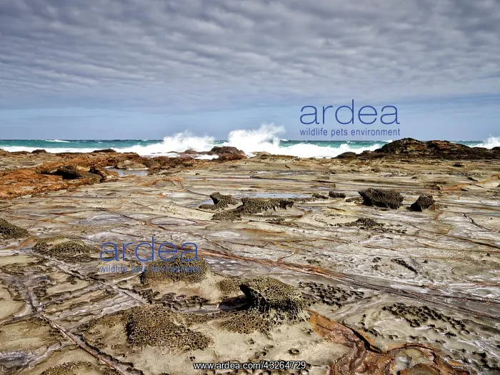 : 80184616 Rock Formation Marengo near Apollo Bay : 80184616 Rock Formation Marengo near Apollo Bay