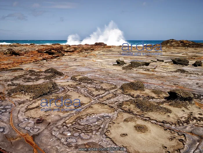: 80184617 Rock Formation Marengo near Apollo Bay : 80184617 Rock Formation Marengo near Apollo Bay