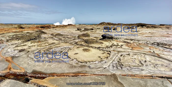 : 80184618 Rock Formation Marengo near Apollo Bay : 80184618 Rock Formation Marengo near Apollo Bay