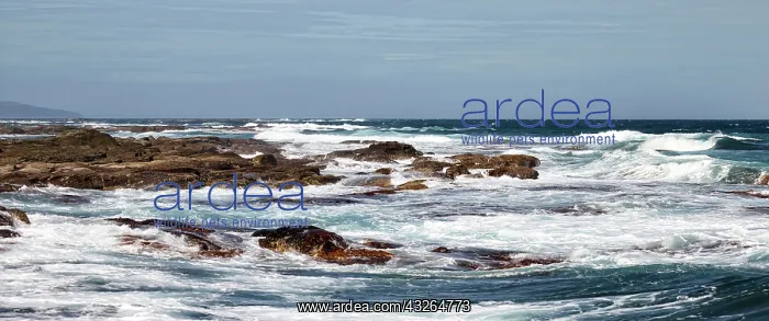 : 80184620 Seascape - coastline near Apollo Bay, Great : 80184620 Seascape - coastline near Apollo Bay, Great