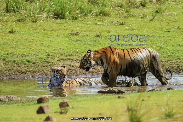 : 80184624 Royal Bengal Tiger - in pond Tadoba Andheri : 80184624 Royal Bengal Tiger - in pond Tadoba Andheri