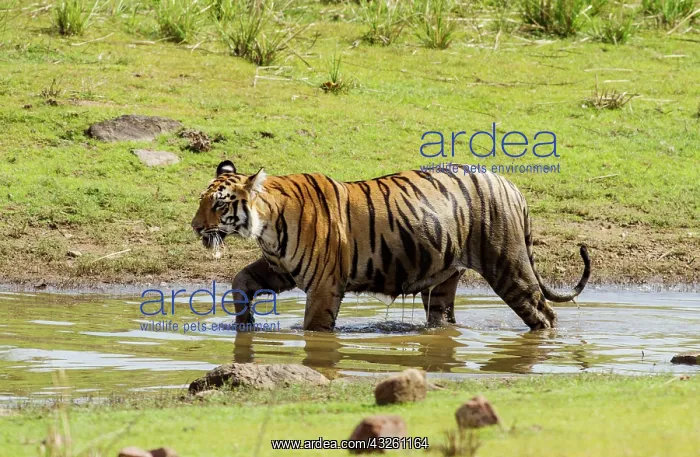 : 80184625 Royal Bengal Tiger - in pond Tadoba Andheri : 80184625 Royal Bengal Tiger - in pond Tadoba Andheri