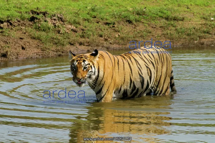 : 80184626 Royal Bengal Tiger - in pond Tadoba Andheri : 80184626 Royal Bengal Tiger - in pond Tadoba Andheri