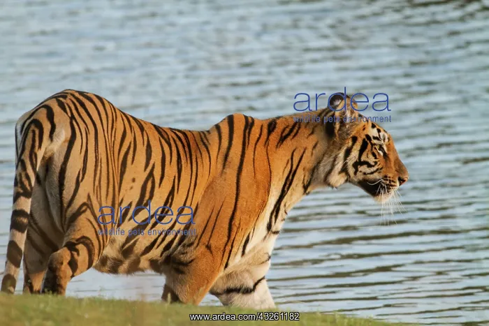 : 80184627 Royal Bengal Tiger - in pond Tadoba Andheri : 80184627 Royal Bengal Tiger - in pond Tadoba Andheri