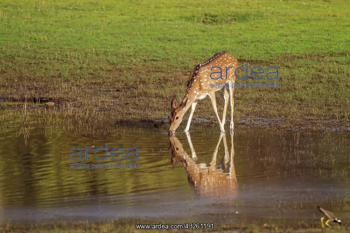: 80184628 Chital - drinking at water hole Tadoba : 80184628 Chital - drinking at water hole Tadoba