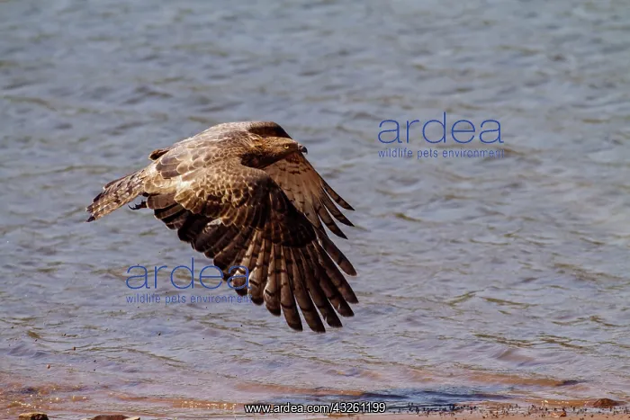 : 80184629 Honey Buzzard - in flight Tadoba Andheri : 80184629 Honey Buzzard - in flight Tadoba Andheri