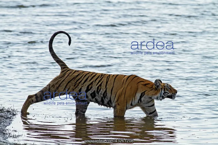 : 80184630 Royal Bengal Tiger - in lake Tadoba Andheri : 80184630 Royal Bengal Tiger - in lake Tadoba Andheri