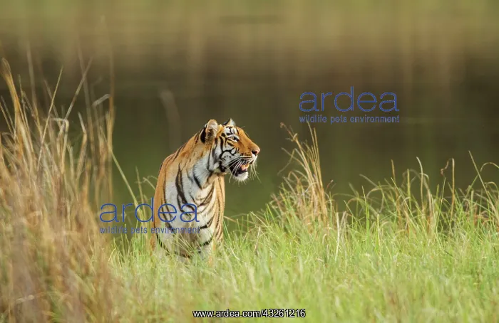 : 80184631 Royal Bengal Tiger Tadoba Andheri Tiger : 80184631 Royal Bengal Tiger Tadoba Andheri Tiger