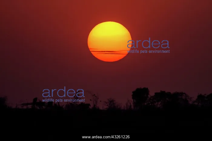 : 80184632 Sunset Tadoba Andheri Tiger Reserve (TATR) : 80184632 Sunset Tadoba Andheri Tiger Reserve (TATR)