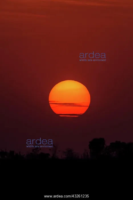 : 80184633 Sunset Tadoba Andheri Tiger Reserve (TATR) : 80184633 Sunset Tadoba Andheri Tiger Reserve (TATR)