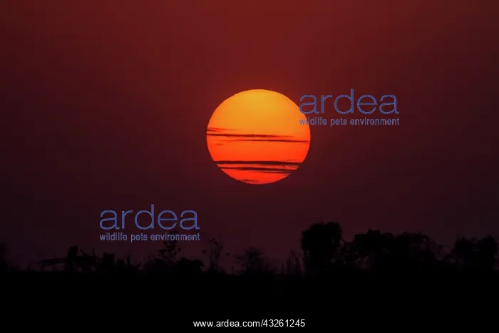 : 80184634 Sunset Tadoba Andheri Tiger Reserve (TATR) : 80184634 Sunset Tadoba Andheri Tiger Reserve (TATR)