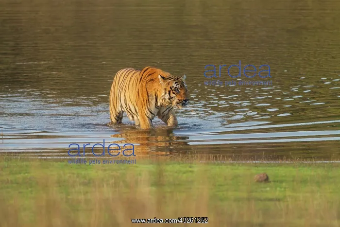 : 80184635 Royal Bengal Tiger - in lake Tadoba Andheri : 80184635 Royal Bengal Tiger - in lake Tadoba Andheri