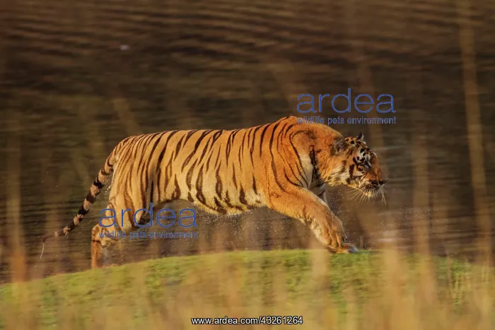 : 80184636 Royal Bengal Tiger Tadoba Andheri Tiger : 80184636 Royal Bengal Tiger Tadoba Andheri Tiger