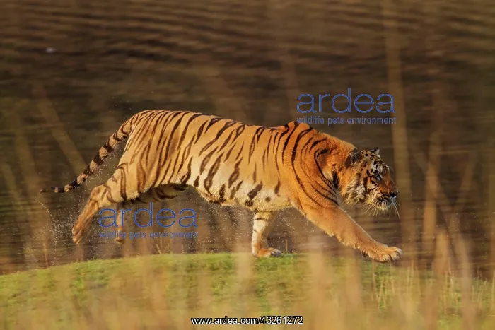 : 80184637 Royal Bengal Tiger Tadoba Andheri Tiger : 80184637 Royal Bengal Tiger Tadoba Andheri Tiger