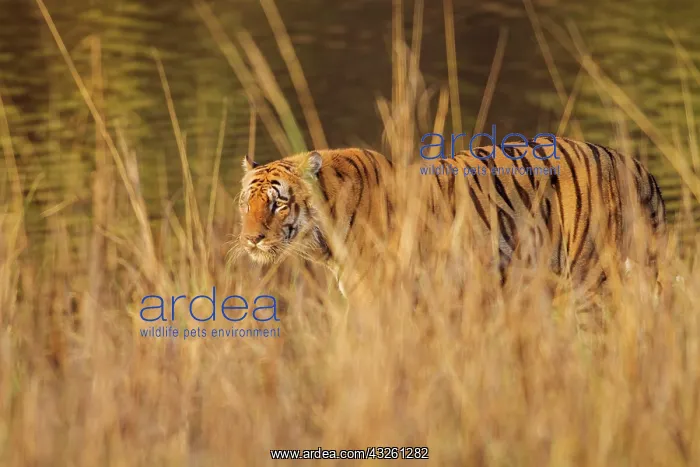 : 80184638 Royal Bengal Tiger Tadoba Andheri Tiger : 80184638 Royal Bengal Tiger Tadoba Andheri Tiger