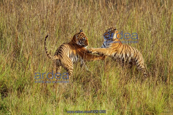 : 80184639 Royal Bengal Tiger - playfighting Tadoba : 80184639 Royal Bengal Tiger - playfighting Tadoba