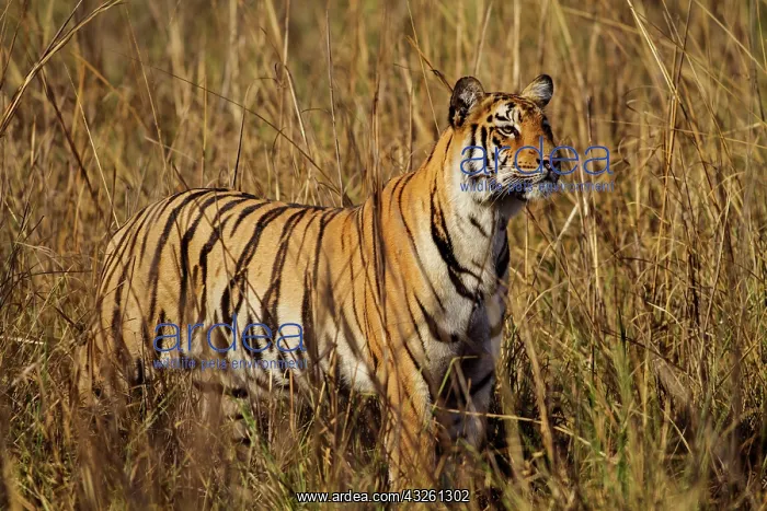 : 80184640 Royal Bengal Tiger Tadoba Andheri Tiger : 80184640 Royal Bengal Tiger Tadoba Andheri Tiger