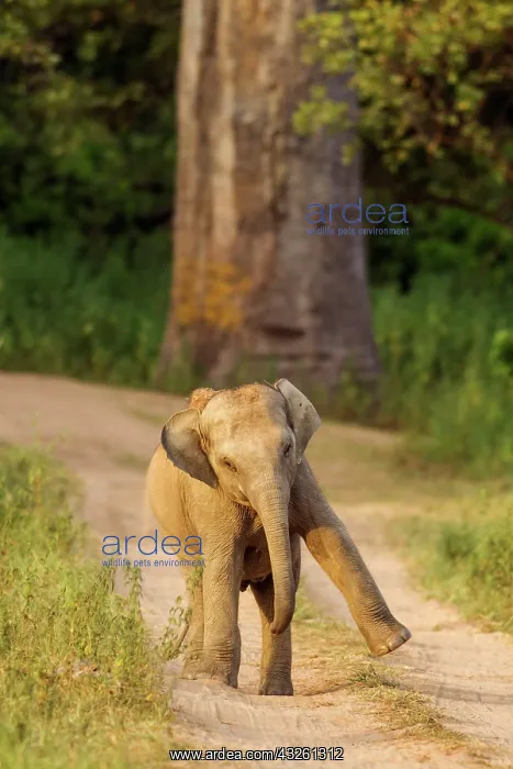 : 80184641 Indian / Asian Elephant - young playing : 80184641 Indian / Asian Elephant - young playing