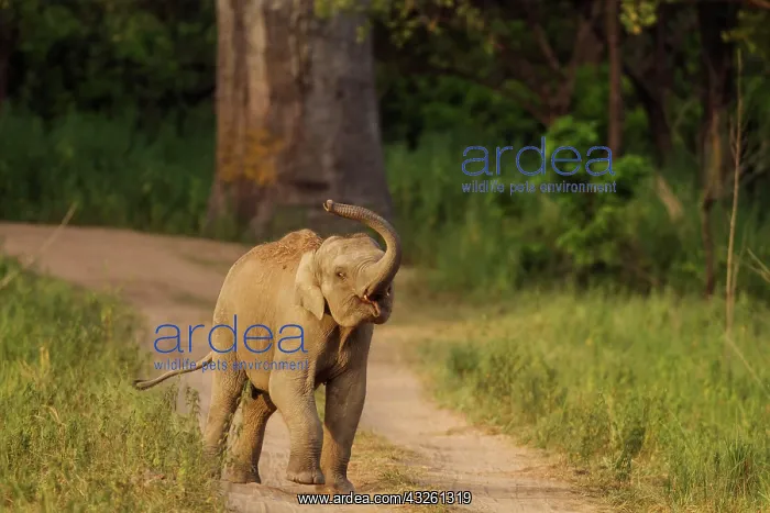 : 80184642 Indian / Asian Elephant - young playing : 80184642 Indian / Asian Elephant - young playing