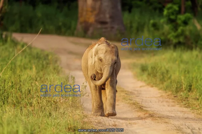 : 80184643 Indian / Asian Elephant - young playing : 80184643 Indian / Asian Elephant - young playing