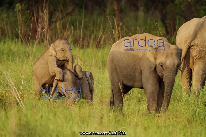 : 80184644 Indian / Asian Elephant - young playing : 80184644 Indian / Asian Elephant - young playing