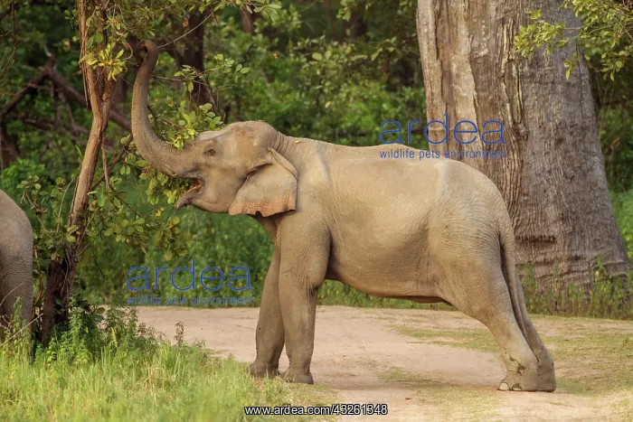 : 80184645 Indian / Asian Elephant - feeding Corbett : 80184645 Indian / Asian Elephant - feeding Corbett