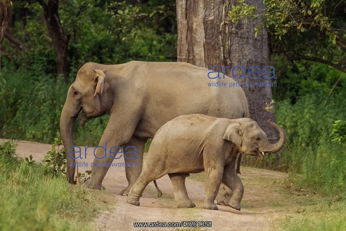 : 80184646 Indian / Asian Elephant - mother and young : 80184646 Indian / Asian Elephant - mother and young