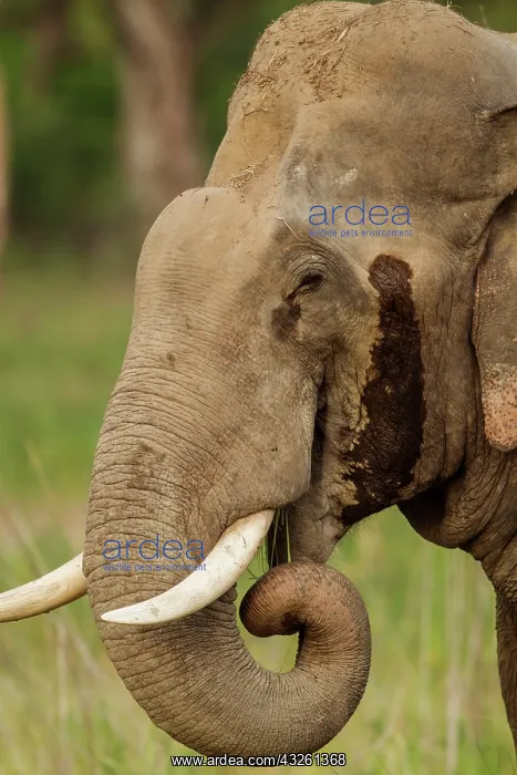 : 80184647 Indian / Asian Elephant - tusker in musth : 80184647 Indian / Asian Elephant - tusker in musth