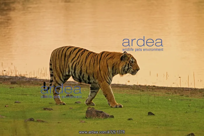 : 80184648 Royal Bengal Tiger, walking by the lake : 80184648 Royal Bengal Tiger, walking by the lake