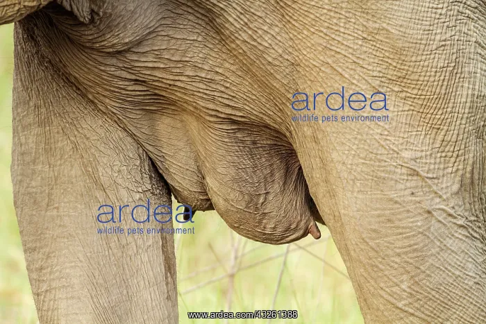 : 80184649 Indian / Asian Elephant - up close Corbett : 80184649 Indian / Asian Elephant - up close Corbett
