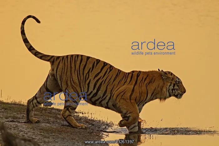 : 80184650 Royal Bengal Tiger - in lake Tadoba Andheri : 80184650 Royal Bengal Tiger - in lake Tadoba Andheri