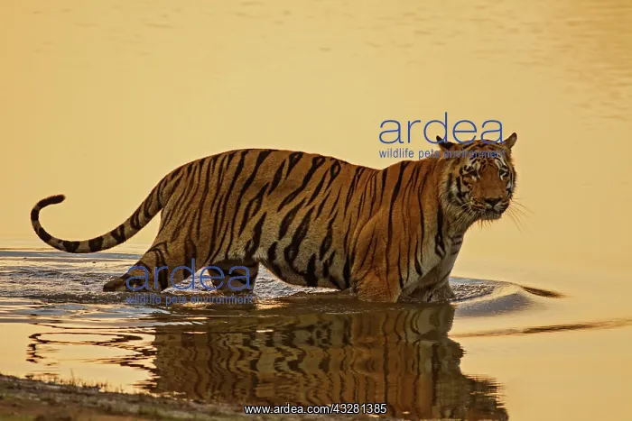 : 80184651 Royal Bengal Tiger - in lake Tadoba Andheri : 80184651 Royal Bengal Tiger - in lake Tadoba Andheri