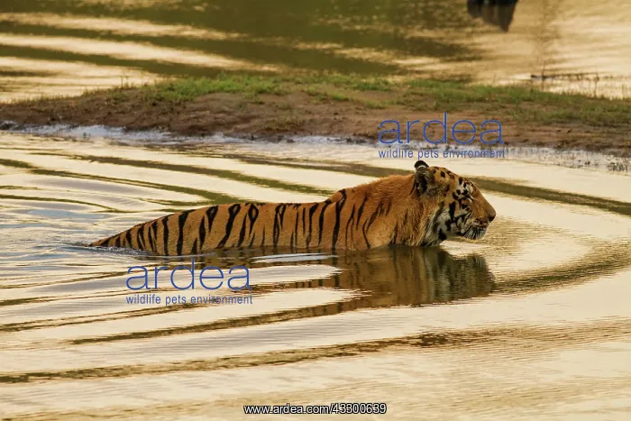 : 80184652 Royal Bengal Tiger - in lake Tadoba Andheri : 80184652 Royal Bengal Tiger - in lake Tadoba Andheri