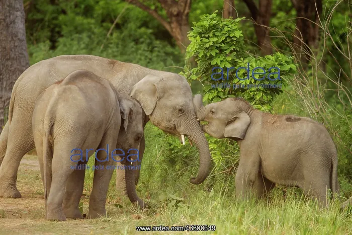 : 80184653 Indian / Asian Elephant - young playing : 80184653 Indian / Asian Elephant - young playing