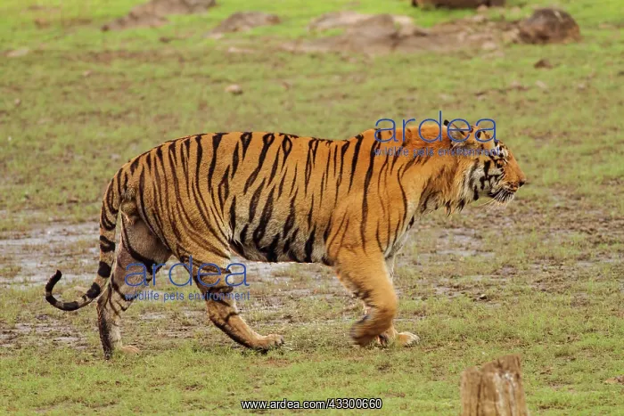 : 80184654 Royal Bengal Tiger Tadoba Andheri Tiger : 80184654 Royal Bengal Tiger Tadoba Andheri Tiger