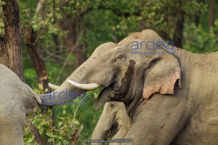 : 80184655 Indian / Asian Elephant - male tusker in : 80184655 Indian / Asian Elephant - male tusker in