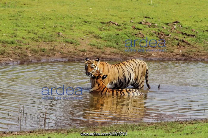 : 80184658 Royal Bengal Tiger - in pond Tadoba Andheri : 80184658 Royal Bengal Tiger - in pond Tadoba Andheri