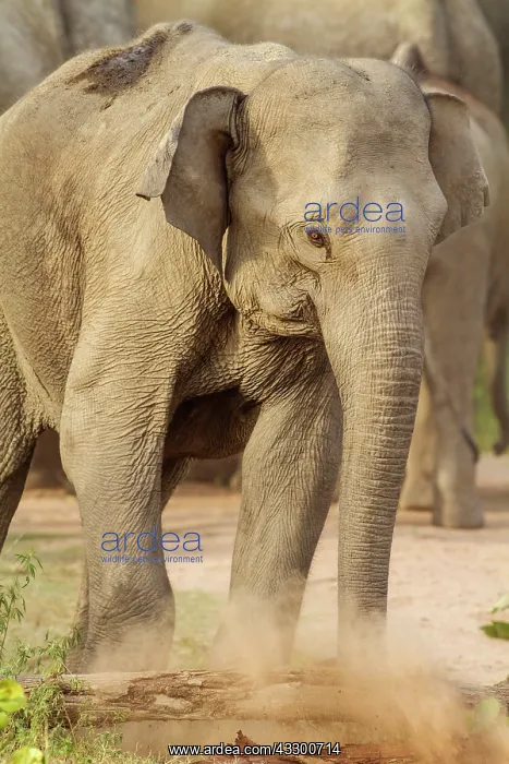 : 80184659 Indian / Asian Elephant - breaking log : 80184659 Indian / Asian Elephant - breaking log