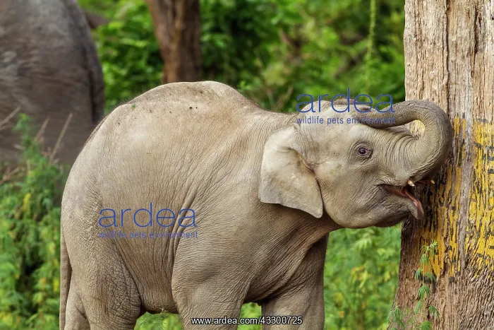 : 80184660 Indian / Asian Elephant - young Corbett : 80184660 Indian / Asian Elephant - young Corbett